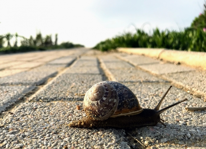 slow-down-4418450_1920